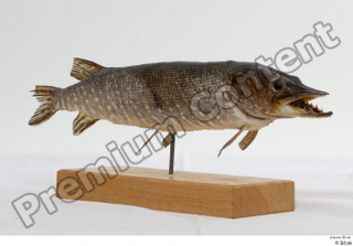 Northern pike whole body 0002.jpg